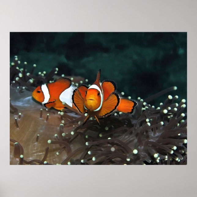 Clownfish Duo Poster (Front)