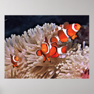 Clownfish Family Poster