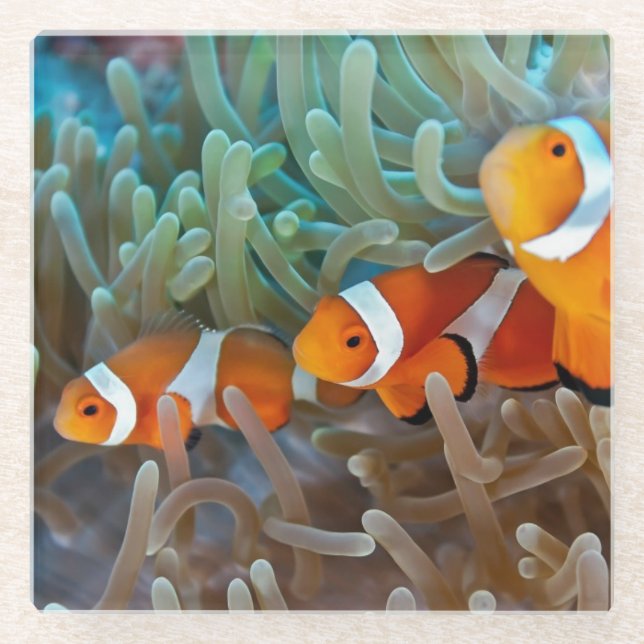 Clownfish Glass Coaster (Front)