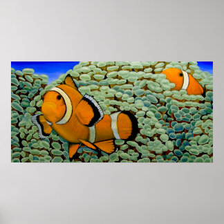 Clownfish in Frogspawn Coral Poster