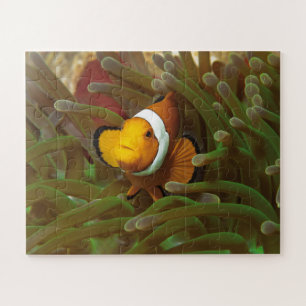 Clownfish in green anemone. Coralreef Raja Ampat Jigsaw Puzzle
