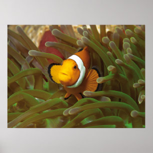 Clownfish in green anemone. Coralreef Raja Ampat   Poster