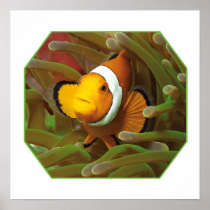 Clownfish in green anemone. Photographic Design    Poster