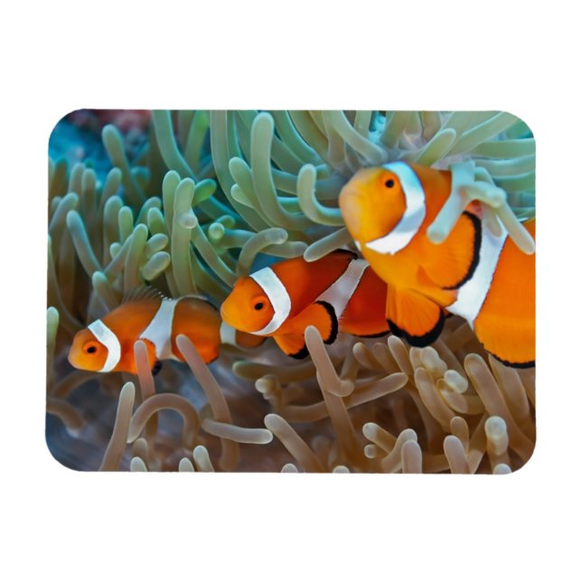 Clownfish Magnet (Horizontal)