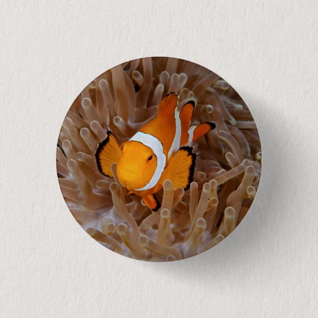 Clownfish - Molokai, North Shore Cliff 3 Cm Round Badge (Front)