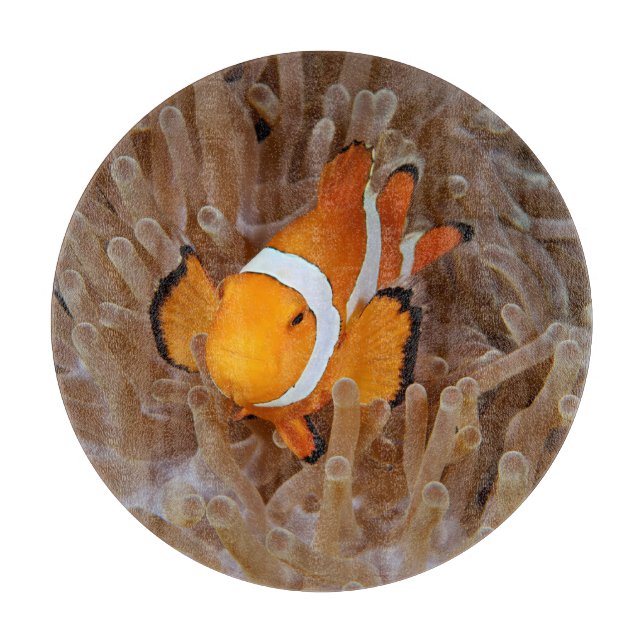 Clownfish - Molokai, North Shore Cliff Cutting Board (Front)