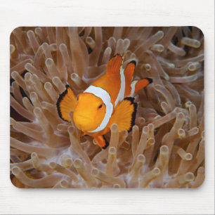 Clownfish - Molokai, North Shore Cliff Mouse Mat