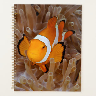 Clownfish - Molokai, North Shore Cliff Planner