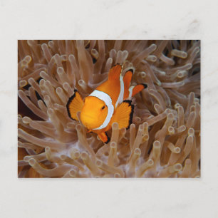 Clownfish - Molokai, North Shore Cliff Postcard
