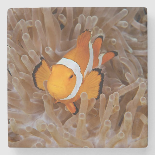 Clownfish - Molokai, North Shore Cliff Stone Coaster (Front)