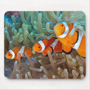 Clownfish Mouse Mat