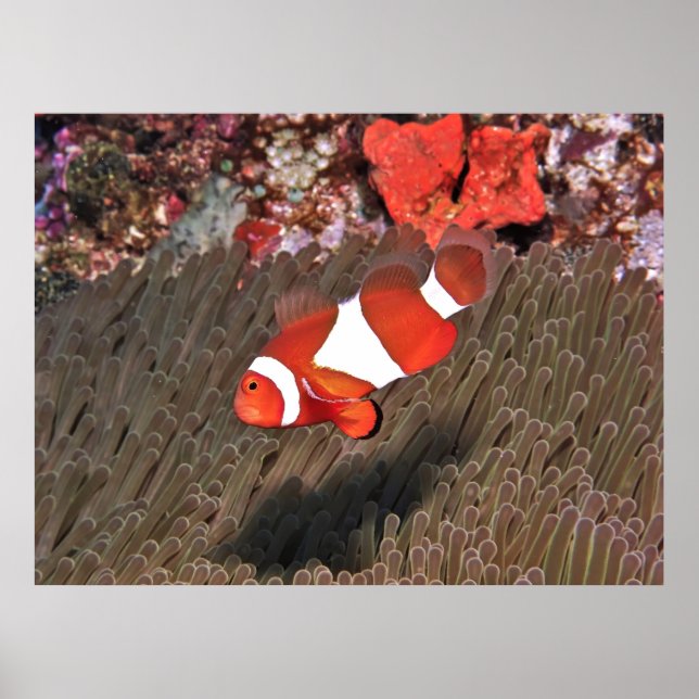 Clownfish of Raja Ampat Poster (Front)