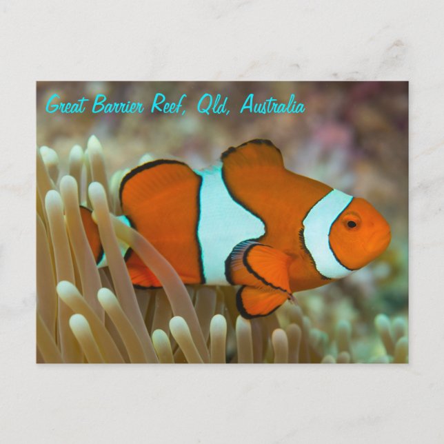 Clownfish on the Great Barrier Reef Postcard (Front)
