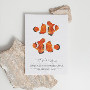 Clownfish Postcard