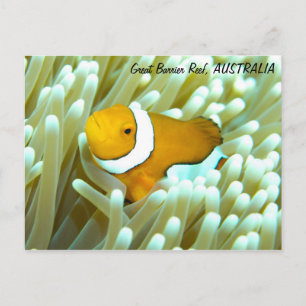 Clownfish Postcard