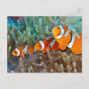 Clownfish Postcard