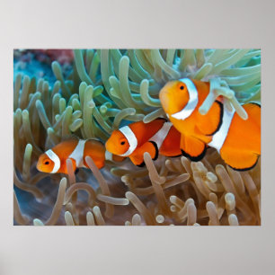 Clownfish Poster