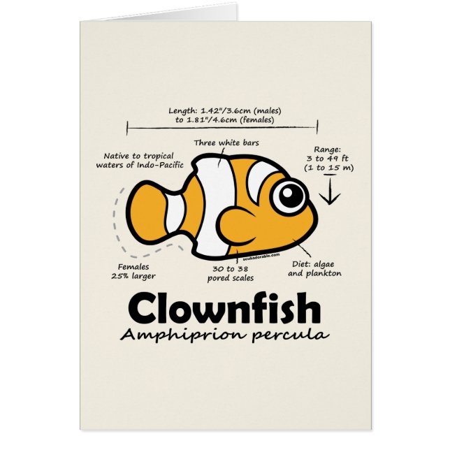Clownfish Statistics (Front)