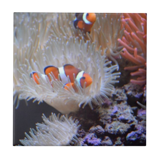 Clownfish Tile (Front)