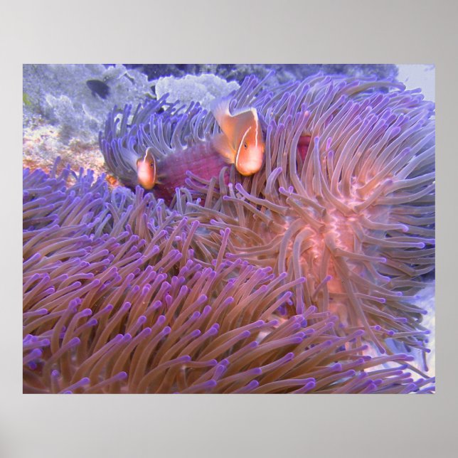 Clowning Around  Poster (Front)