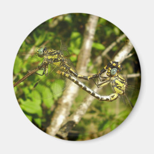 Club-tailed Dragonflies Mating Magnet