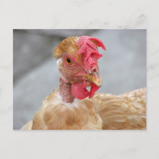 Cluck what? postcard