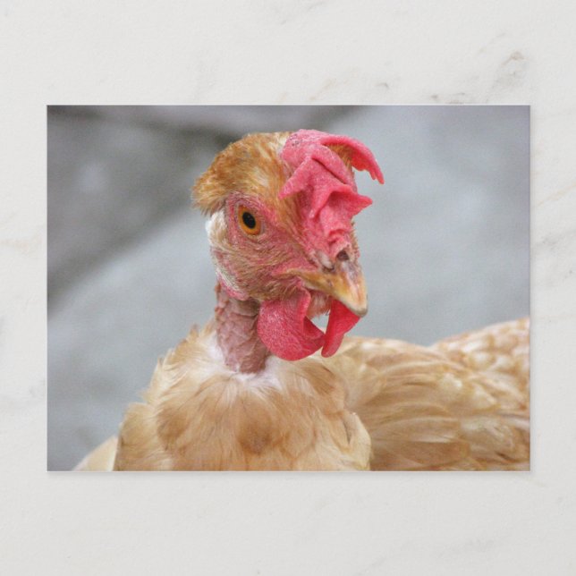 Cluck what? postcard (Front)