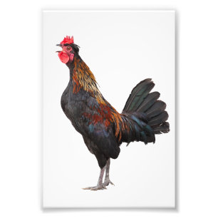 Clucking Chicken Photo Print