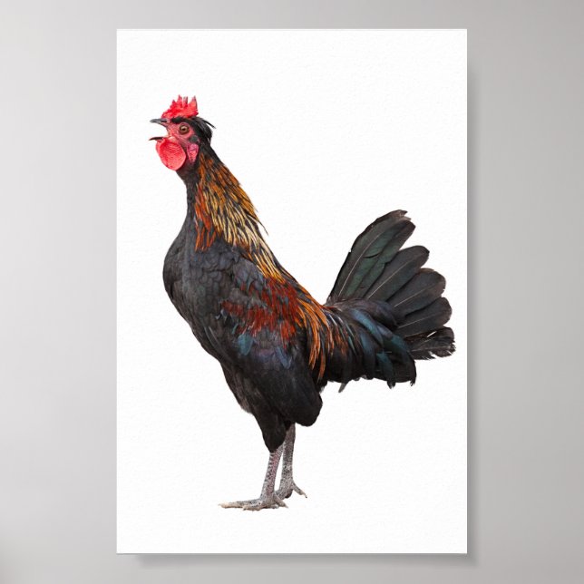 Clucking Chicken Poster (Front)