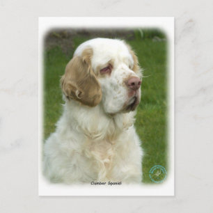 Clumber Spaniel 9Y003D-101 Postcard