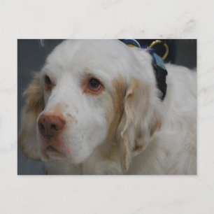 Clumber Spaniel Dog Postcard