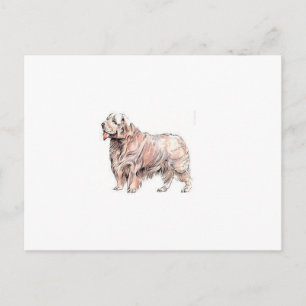 Clumber Spaniel Postcard