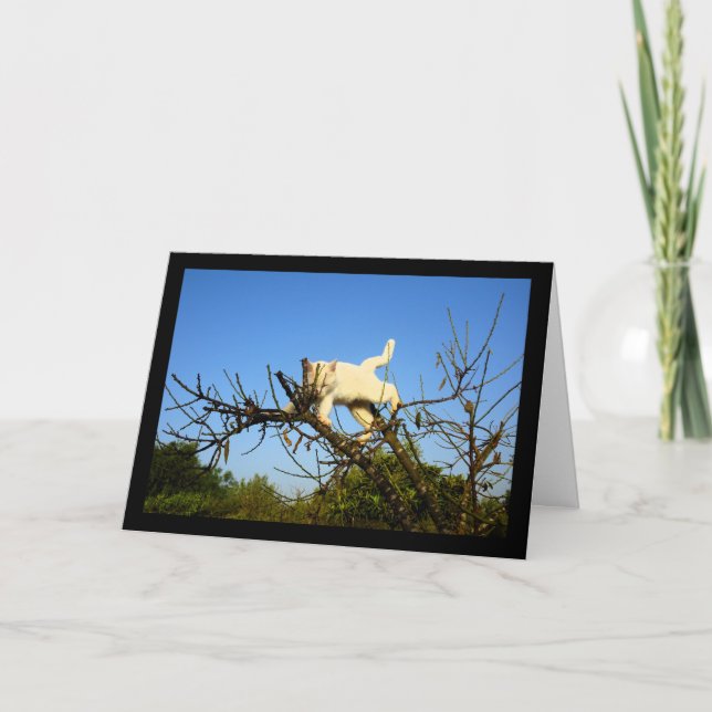 Clumsy White Kitten in Almond Tree Card (Front)