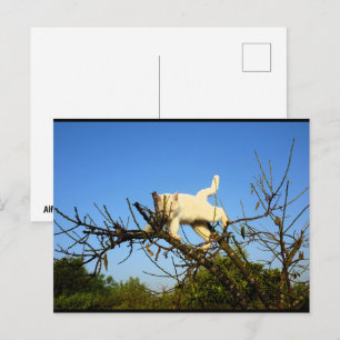 Clumsy White Kitten in Almond Tree Postcard