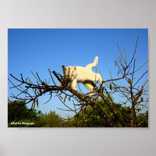 Clumsy White Kitten in Almond Tree Poster (Front)