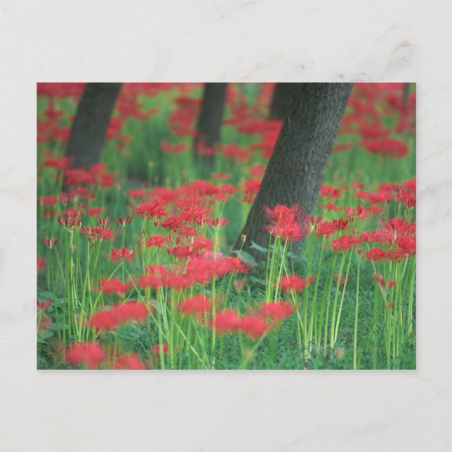Cluster-amaryllis Postcard (Front)