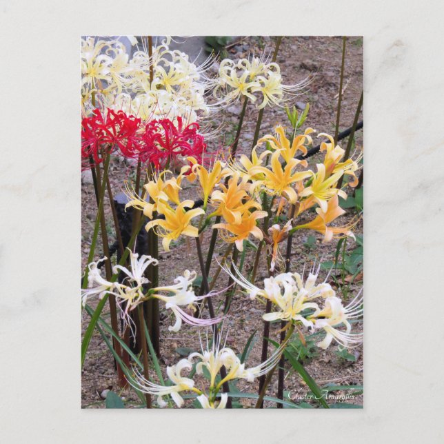 Cluster Amaryllis [Postcard] Postcard (Front)