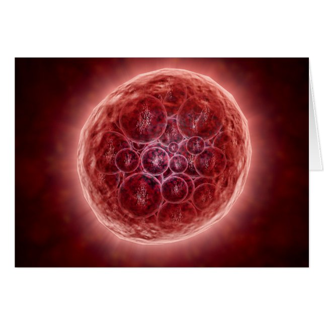 Cluster Of Blastomeres Forming A Morula (Front Horizontal)