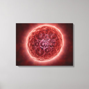 Cluster Of Blastomeres Forming A Morula Canvas Print