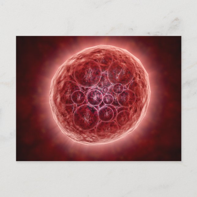 Cluster Of Blastomeres Forming A Morula Postcard (Front)