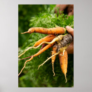 Cluster of Carrots Print