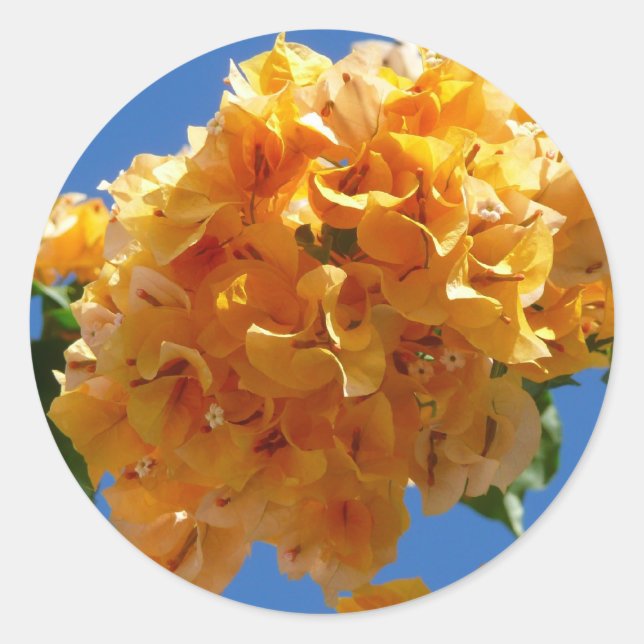Cluster of Golden Bougainvillea Floral Classic Round Sticker (Front)