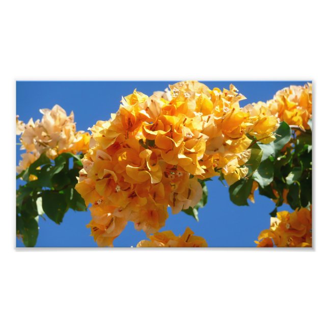 Cluster of Golden Bougainvillea Floral Photo Print (Front)
