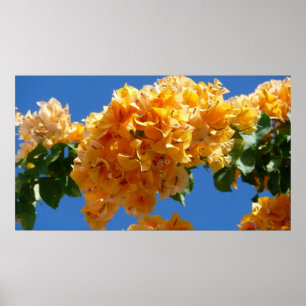 Cluster of Golden Bougainvillea Floral Poster
