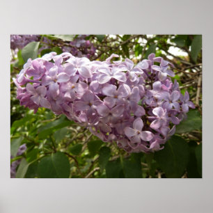 Cluster of Lilac Blossoms Spring Floral Poster