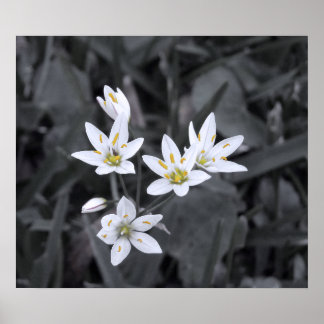 Cluster of Mini Flowers Macro Photo BW/Colour Poster