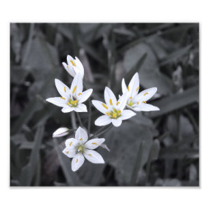 Cluster of Mini Flowers Macro Photo BW/Colour Prin