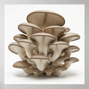 Cluster of Oyster Mushrooms Poster