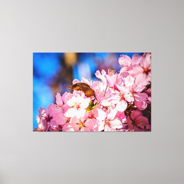 Cluster Of Pink Cherry Blossoms, Blue Sky Canvas Print (Front)
