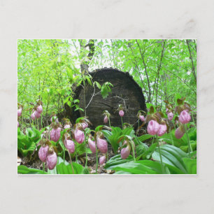Cluster of Pink Lady Slippers Postcard